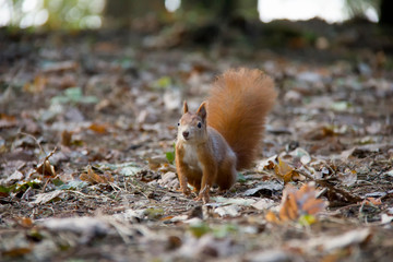 Red squirrel in forest. Czech Republic.