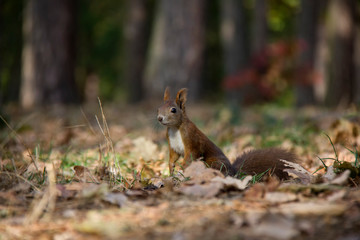 Naklejka na ściany i meble Squirrel in autumn park. Czech Republic.