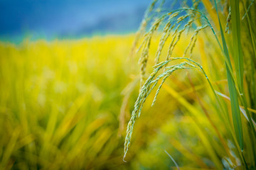 Sunset landscape view at green terraced rice field in Pa Bong Piang , Mae Chaem, Chiang Mai,...