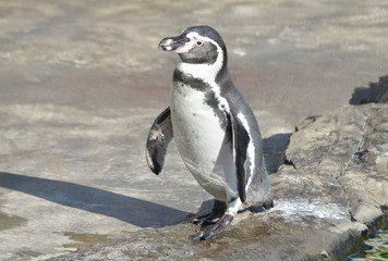 Fototapeta premium Пингвин Гумбольдта.