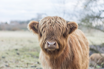 Fototapeta premium Jungrind Model