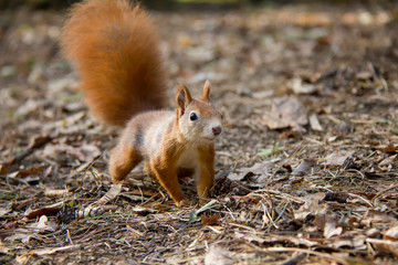 Red squirrel. Czech Republic.