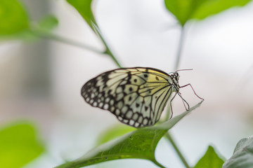 Schmetterling auf Blatt
