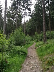 Fototapeta na wymiar Wanderweg am Kleinen Feldberg im Taunus