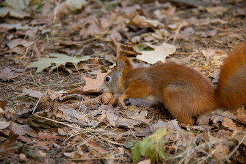 Squirrel and a nut. Czech Republic.