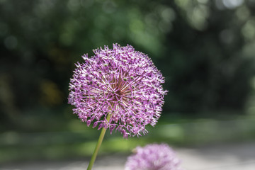 Blume