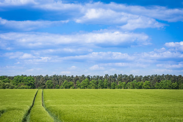 Der Weg ins grüne