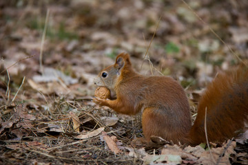 Squirrel with a nut. Czech Republic.