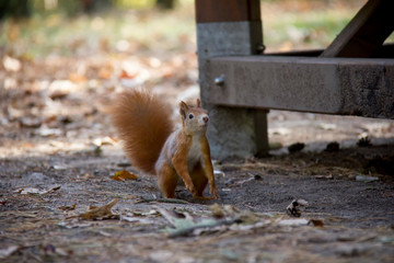 Squirrel in park. Czech Republic.