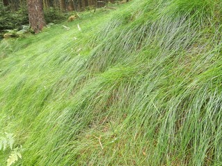 Wiese wie Haare im Taunus