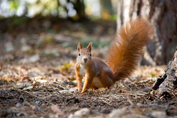 Naklejka na ściany i meble Portrait of red squirrel in forest. Czech Republic.