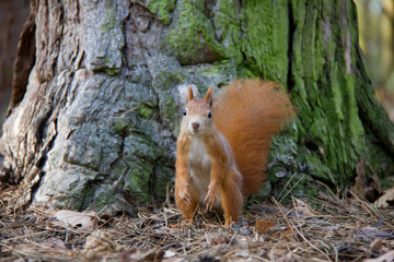 Standing red squirrel. Czech Republic.