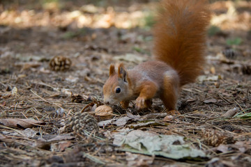Sniffing red squirrel. Czech Republic.