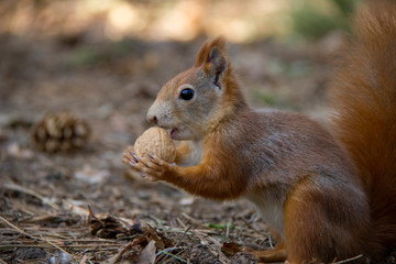 Naklejka na ściany i meble Detail of squirrel with a nut.