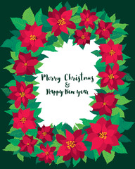 Vector Christmas greeting card poinsettia flowers. Red Christmas flowers invitation