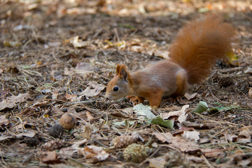 Sniffing squirrel. Czech Republic.