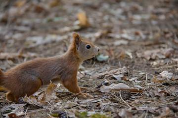 Head of squirrel. Czech Republic.