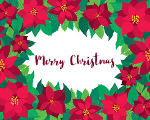 Vector Christmas greeting card poinsettia flowers. Red Christmas flowers invitation