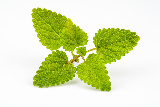 Branch with green leaves of the medicinal plant melis isolated on a white background.
