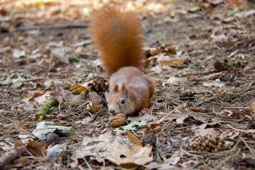 Squirrel with a nut in autumn forest. Czech Republic.
