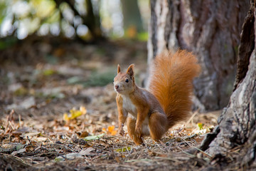 Standing red squirrel in forest. Czech Republic.
