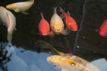 3 Pond fish