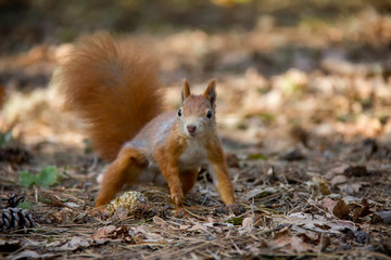 Red squirrel. Czech Republic.