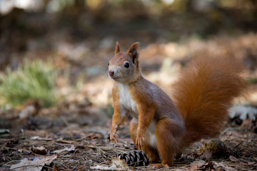 Posing squirrel in forest. Czech Republic.