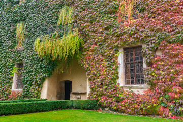 Inner yard of Novacella Abbey with a wall fully covered by vivid colourful saturated multicoloured leaves of creeping ivy seen in autumn in Varna, South Tyrol, Italy. Foliage in red, green, orange.