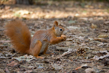 Naklejka na ściany i meble Squirrel with a nut in forest. Czech Republic.