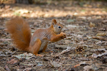 Naklejka na ściany i meble Squirrel with a nut in forest. Czech Republic.