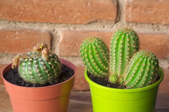 Plantas de cactus en masetas.