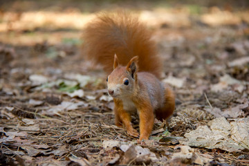 Naklejka na ściany i meble Squirrel in autumn forest. Czech Republic.