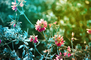 Amazing pink blossomes with with blue leaves. Soft focus with spotlight. Toned in red and blue colour