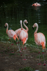 Fototapeta na wymiar Flamingos by water