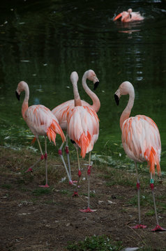 Flamingos by water