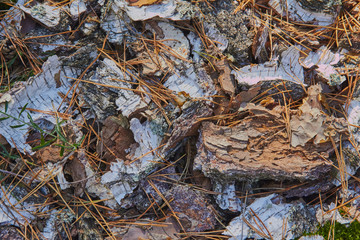 Bark of pine and birch on the ground with leaves in autumn