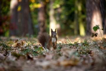 Squirrel sitting in forest. Czech Republic.