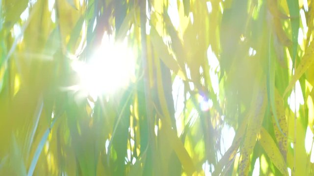 Soft sun light sparkling through autumn foliage of willow tree. Beautiful sunset nature video background in 4k.