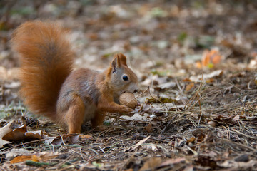 Squirrel with a nut. Czech Republic.