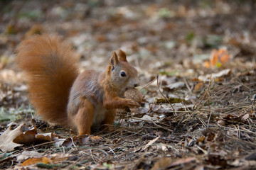 Naklejka na ściany i meble Squirrel with a nut. Czech Republic.