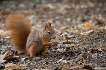 Red squirrel with a nut. Czech Republic.