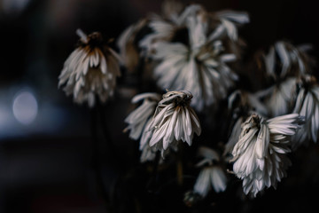 bouquet of faded white chrysanthemums on a dark background