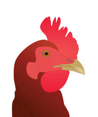 Chicken. vector illustration