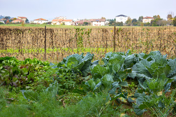 Fototapeta na wymiar Beautiful vegetabel garden in a village, Italy