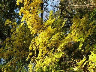 Fototapeta premium Erable au feuillage d'automne à la Croix en touraine en Indre et Loire. France