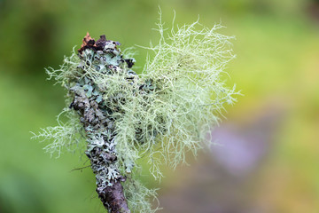 Detail of moss and lichen, was seen in the North of Europe