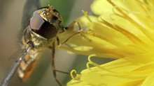 Insect Hoverfly collects pollen by proboscis and paws on a yellow autumn flower (Leontodon autumnalis L.). Macro shot.