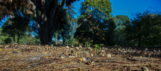 Fungi in the woodland