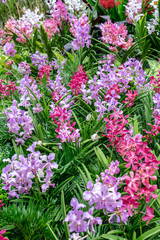 Obraz premium 赤い花・紫の花